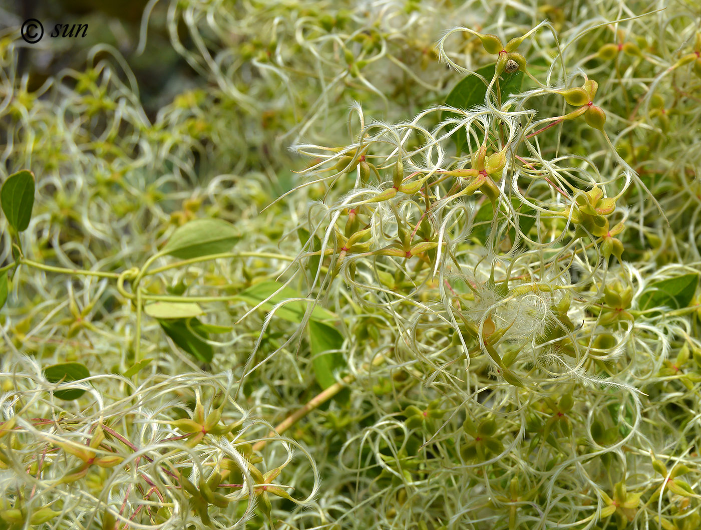 Image of Clematis vitalba specimen.