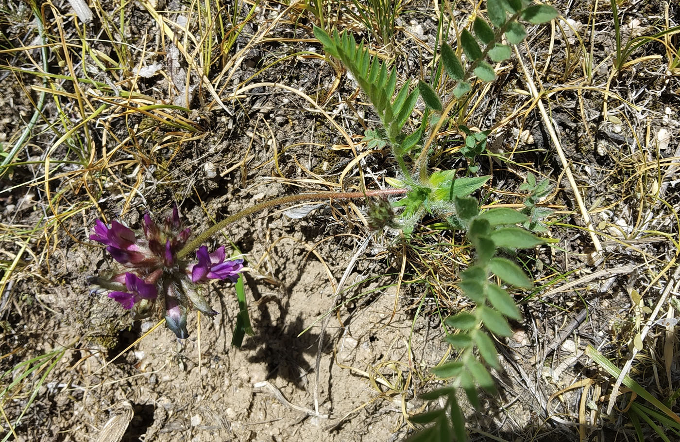 Image of Oxytropis litwinowii specimen.