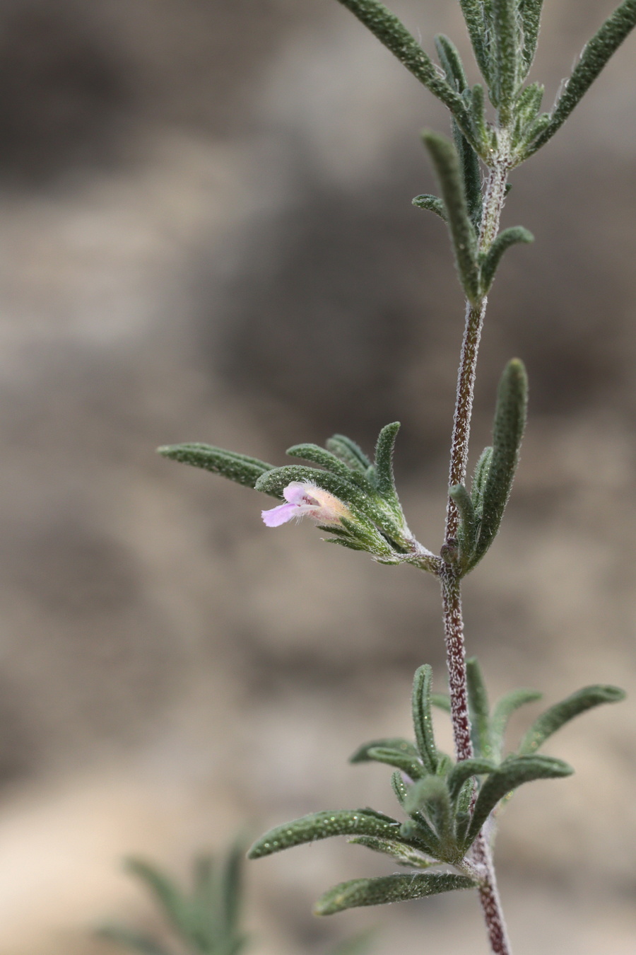 Image of Satureja hortensis specimen.