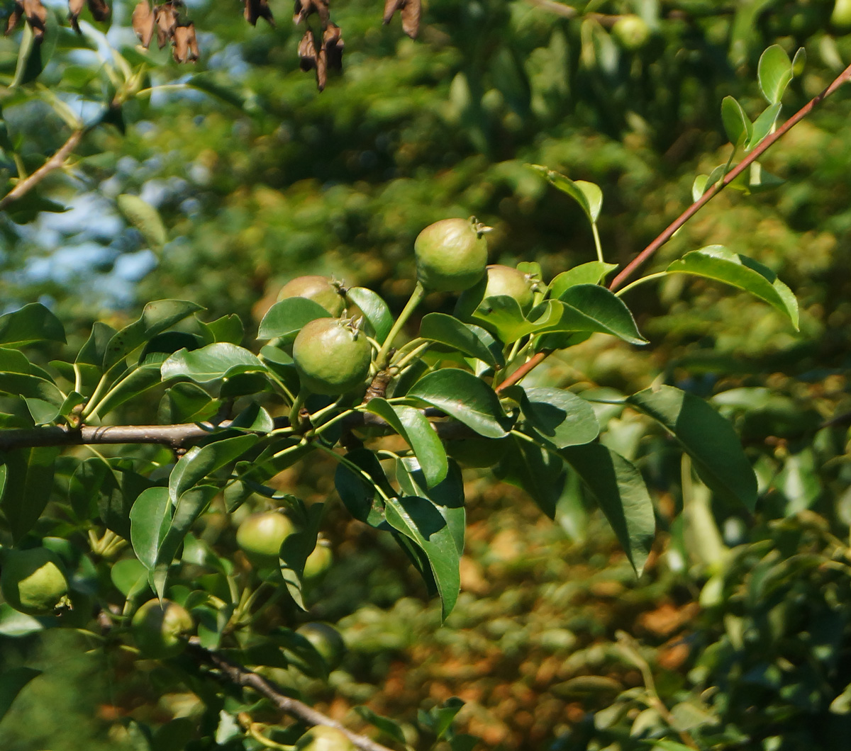 Image of Pyrus communis specimen.