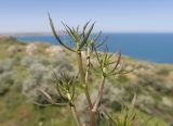 Falcaria vulgaris. Верхушка вегетирующего растения. Крым, Керченский п-ов, Ленинский р-н, окр с. Осовины, мыс Газан, известняково-песчаниковый останец. 28.05.2021.