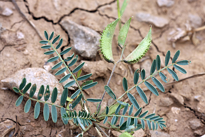 Изображение особи Astragalus compositus.