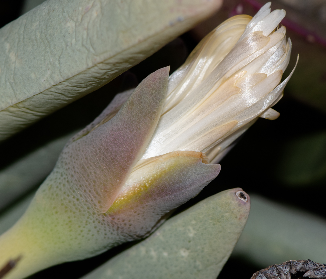 Изображение особи Cheiridopsis denticulata.