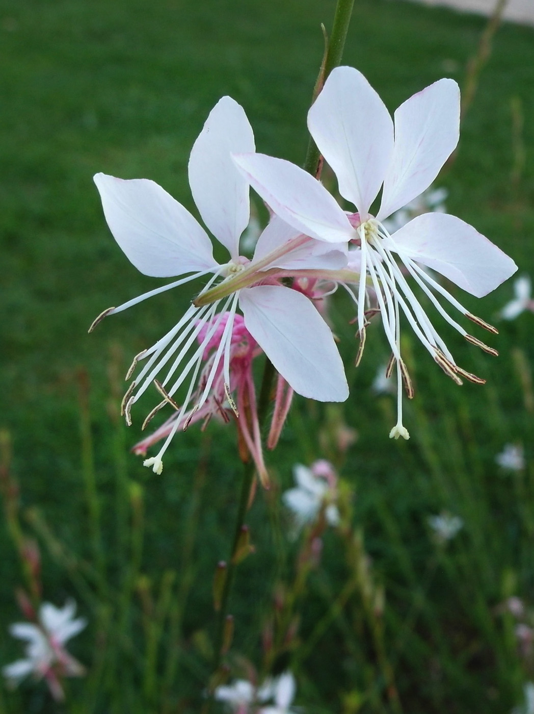 Image of Gaura lindheimeri specimen.