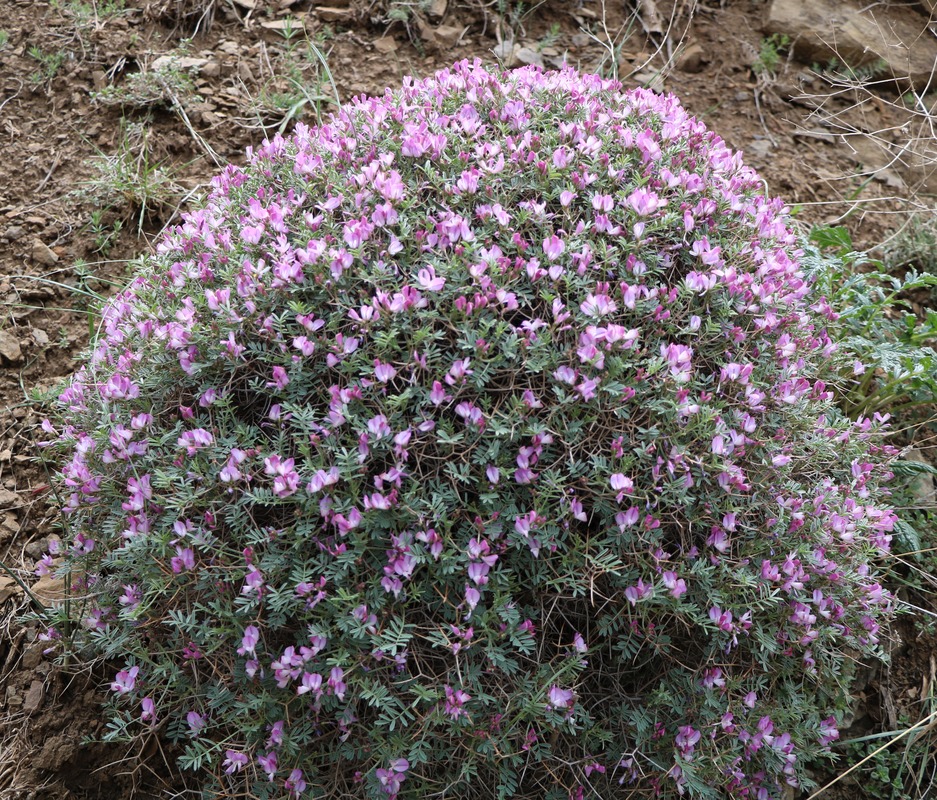 Изображение особи Onobrychis cornuta.