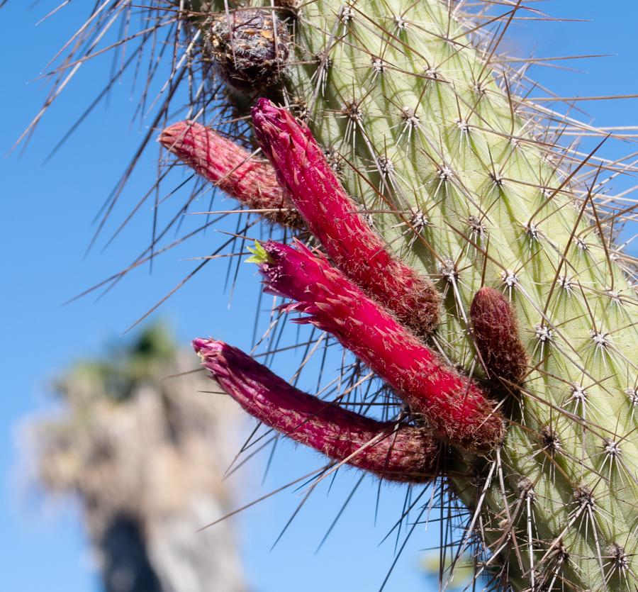 Image of Cleistocactus baumannii specimen.