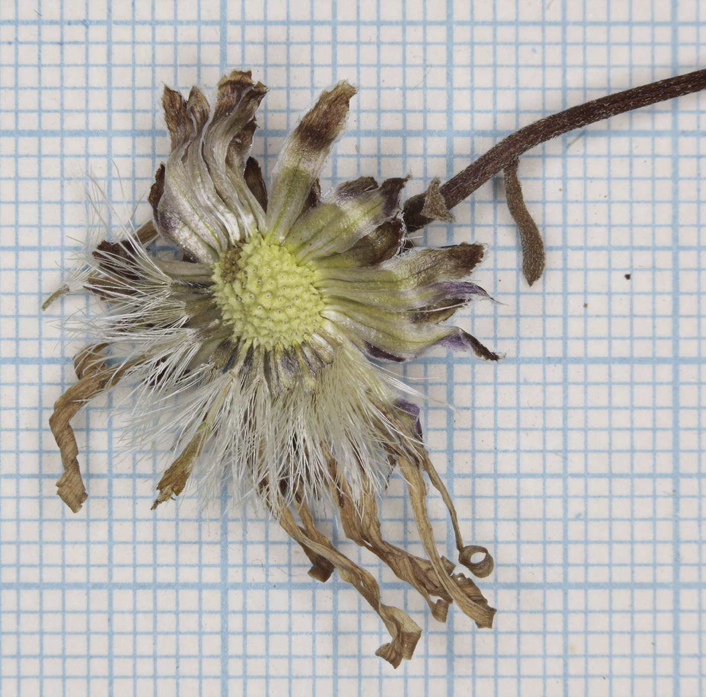 Image of Aster maackii specimen.