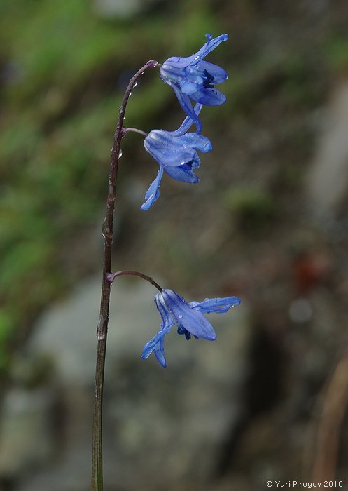 Image of genus Scilla specimen.