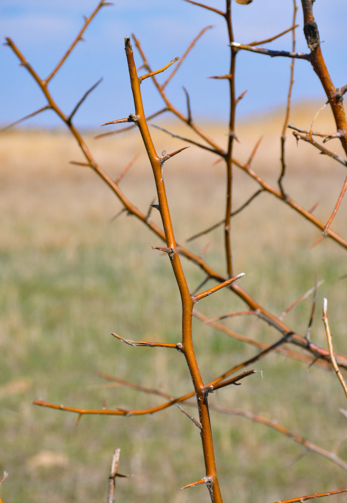 Изображение особи Elaeagnus angustifolia.