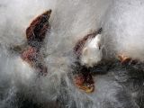 Populus suaveolens. Вскрывшиеся плоды; видны их створки и семена с волокнистыми летучками. Московская обл., Талдомский р-н, окр. пгт Запрудня, смешанный лес между Дмитровским шоссе и железной дорогой, возле лесной дороги. 22.06.2021.