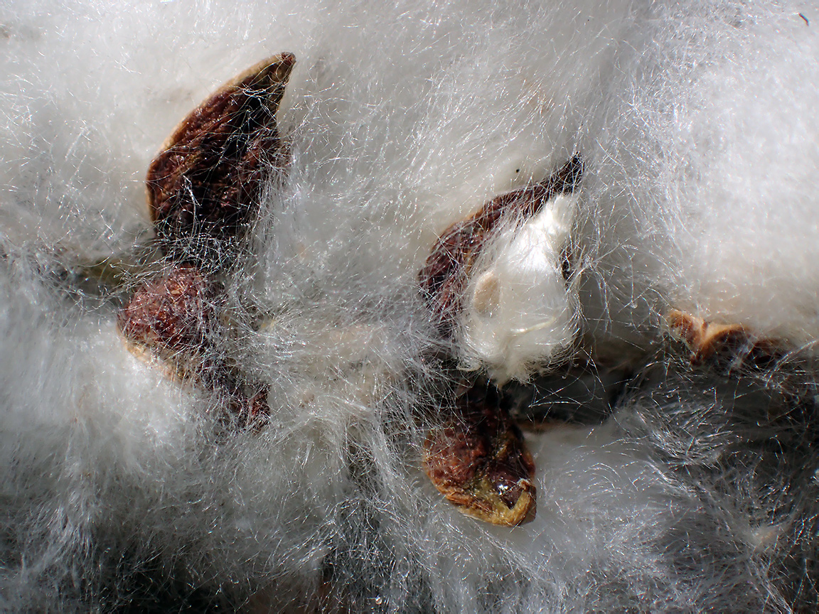 Image of Populus suaveolens specimen.