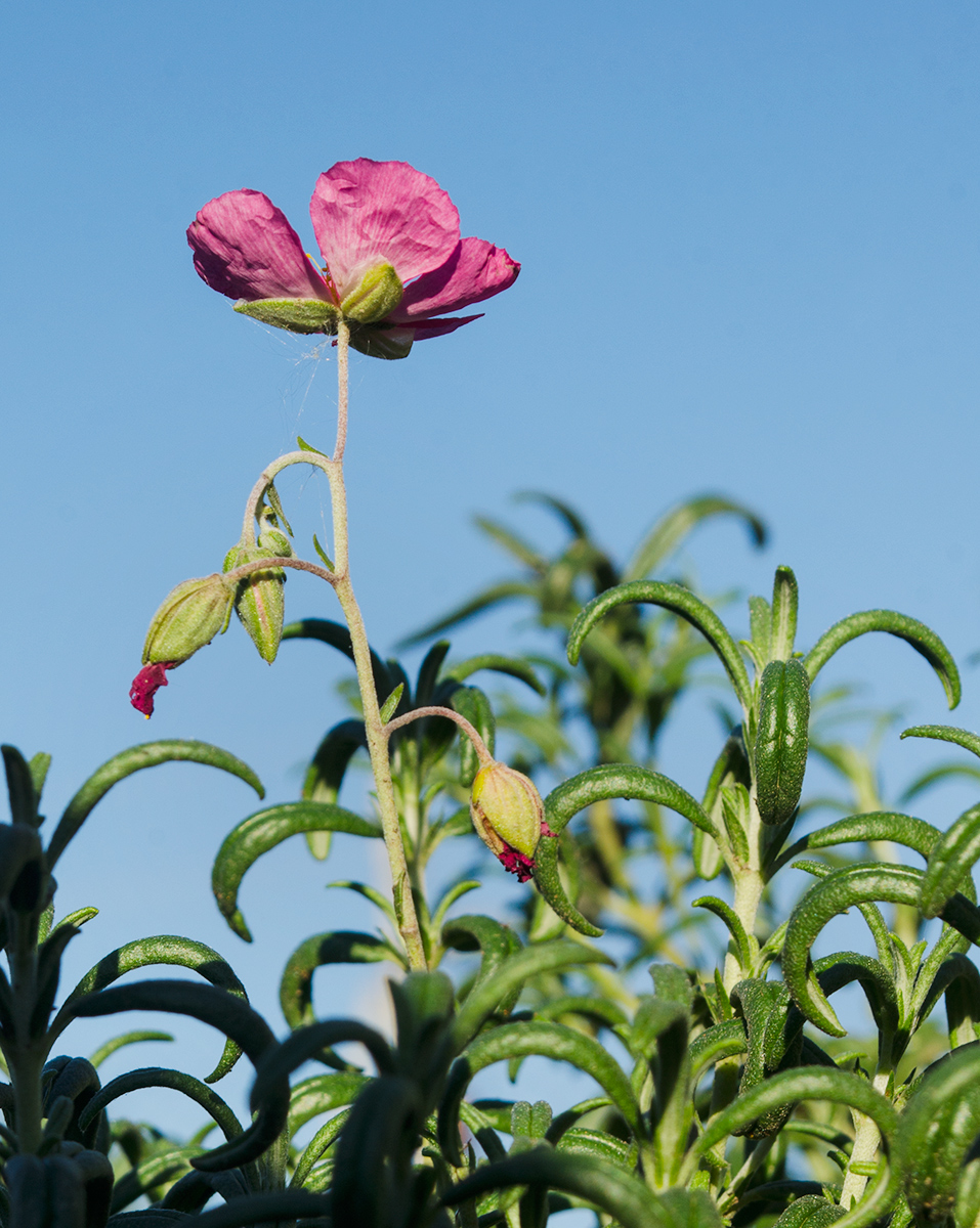 Image of genus Helianthemum specimen.