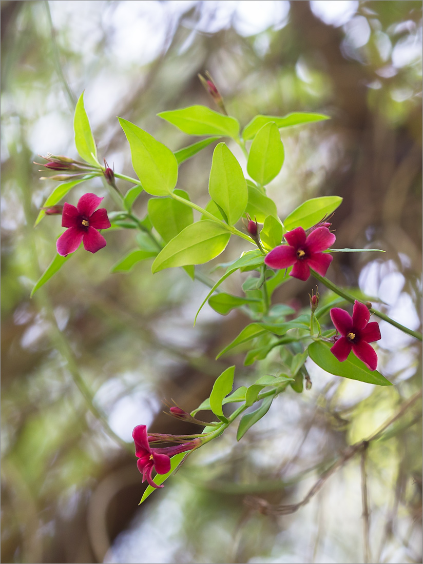 Image of Jasminum beesianum specimen.