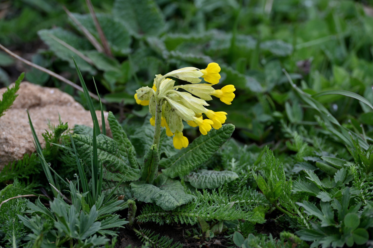 Image of Primula macrocalyx specimen.