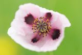 Papaver albiflorum