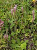 Plantago urvillei