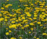 Taraxacum officinale