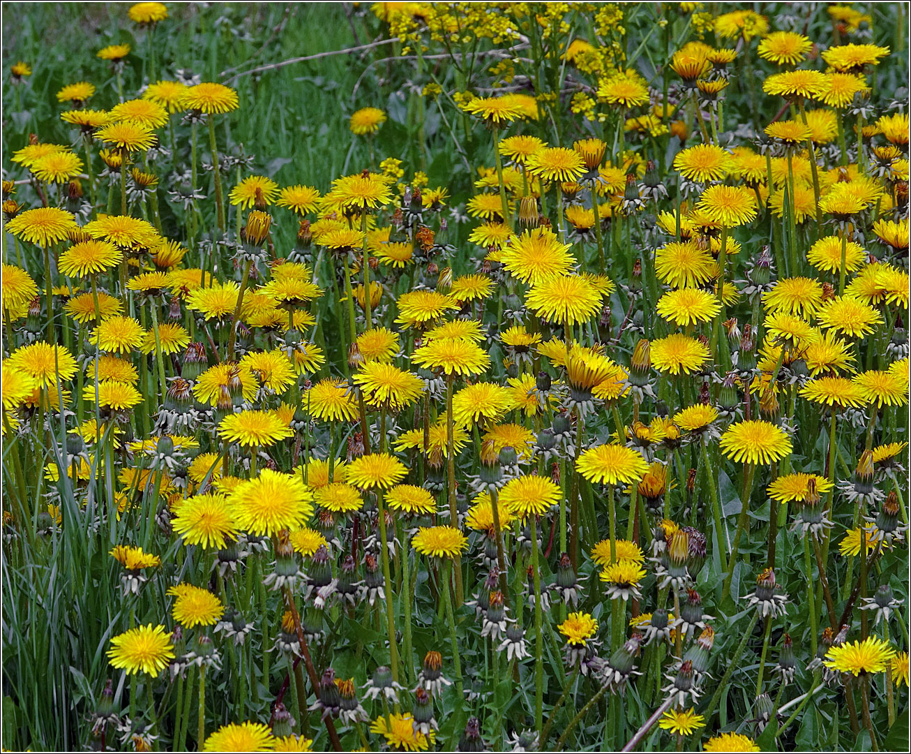 Image of Taraxacum officinale specimen.