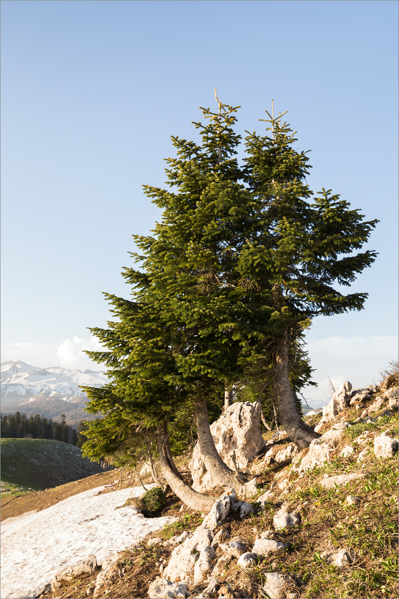 Изображение особи Abies nordmanniana.