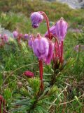 Phyllodoce caerulea. Верхушка цветущего растения. Кольский п-ов, Колвицкие тундры, северный склон г. Круглая. 29.07.2008.