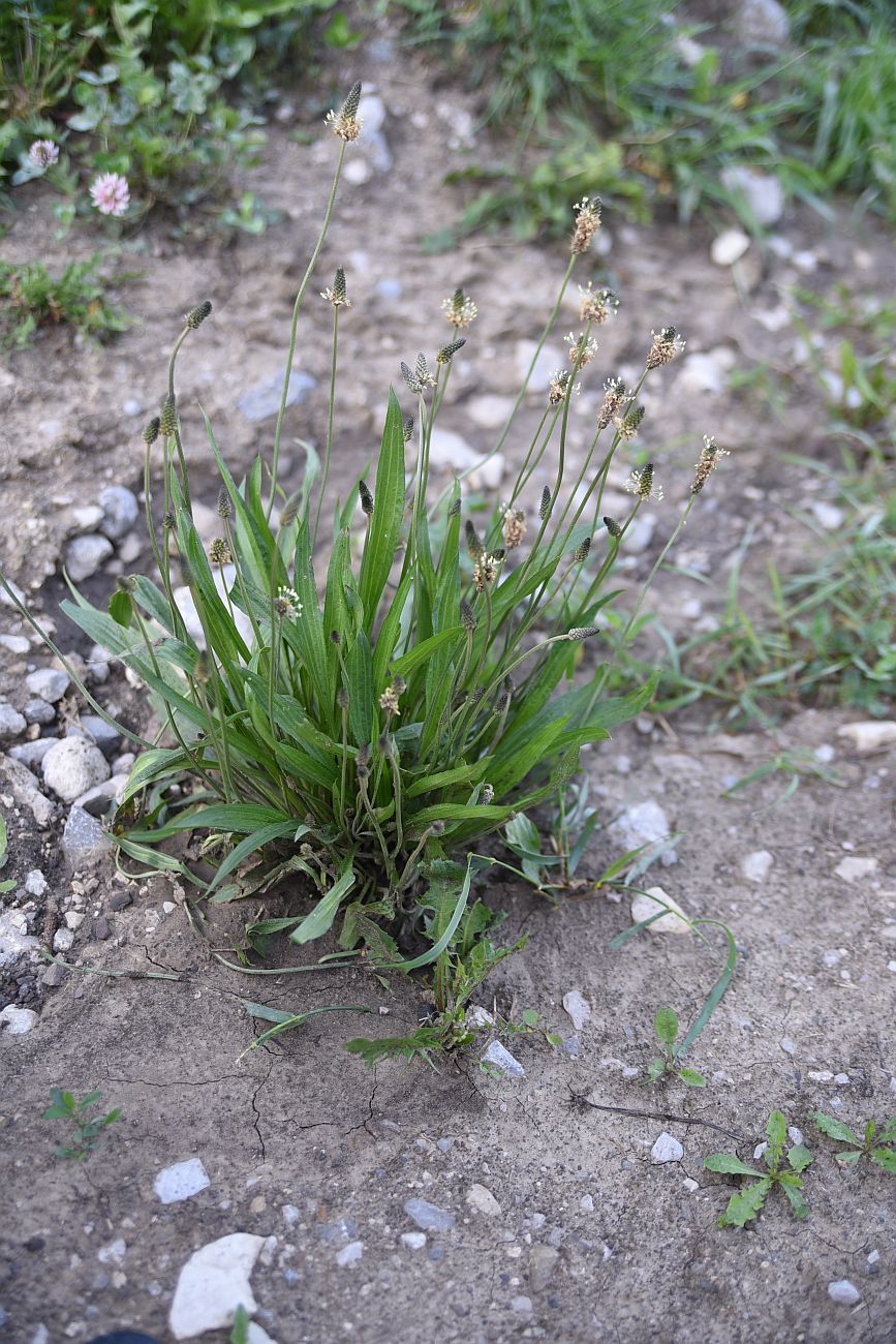 Изображение особи Plantago atrata.