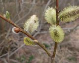 Salix viminalis