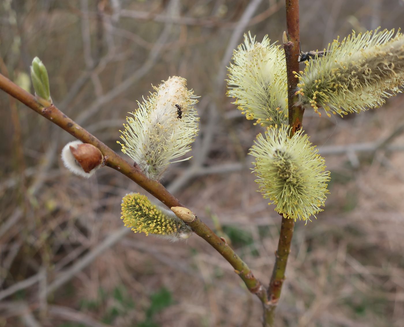 Image of Salix viminalis specimen.