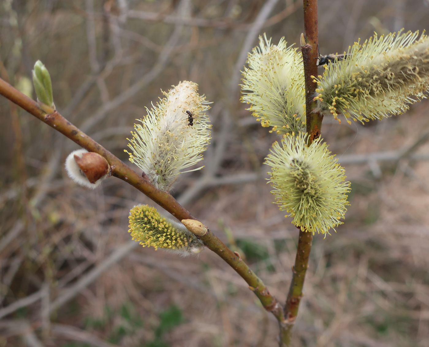 Изображение особи Salix viminalis.