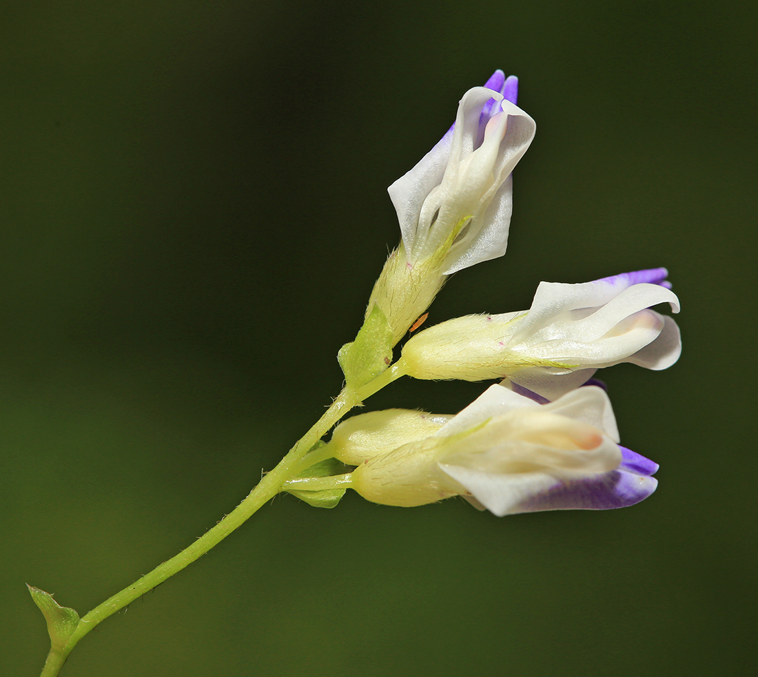 Изображение особи Amphicarpaea japonica.