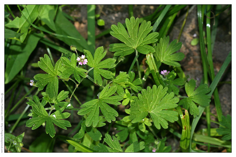 Image of Geranium pusillum specimen.