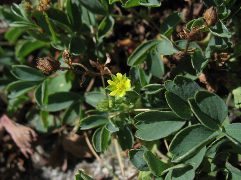 Image of Sibbaldia semiglabra specimen.