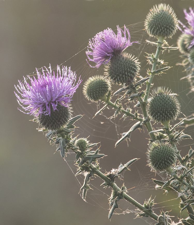 Image of Cirsium serrulatum specimen.