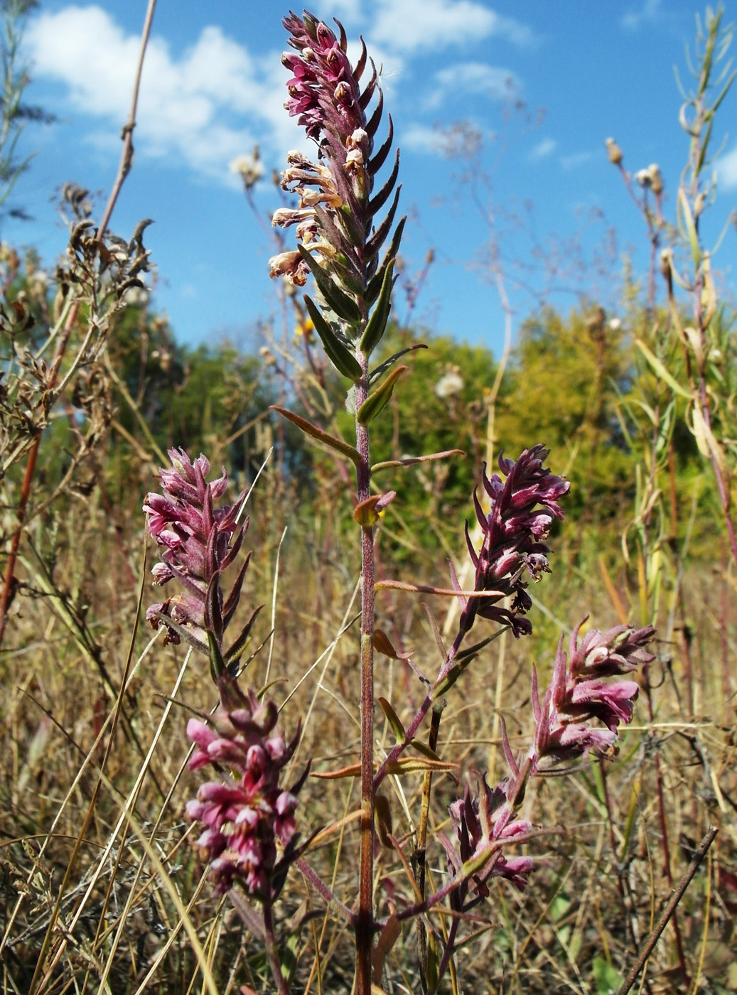 Изображение особи Odontites vulgaris.