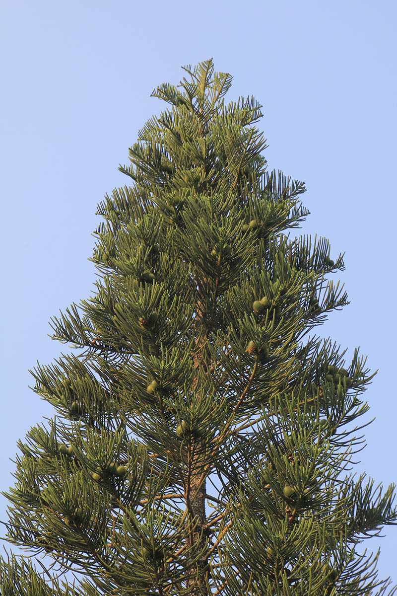 Изображение особи род Araucaria.