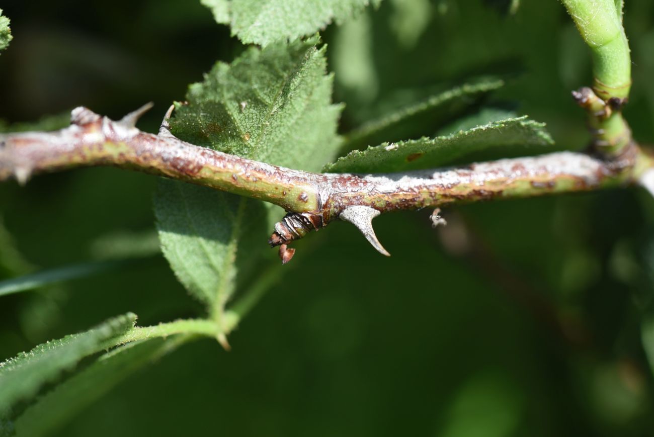 Image of genus Rosa specimen.