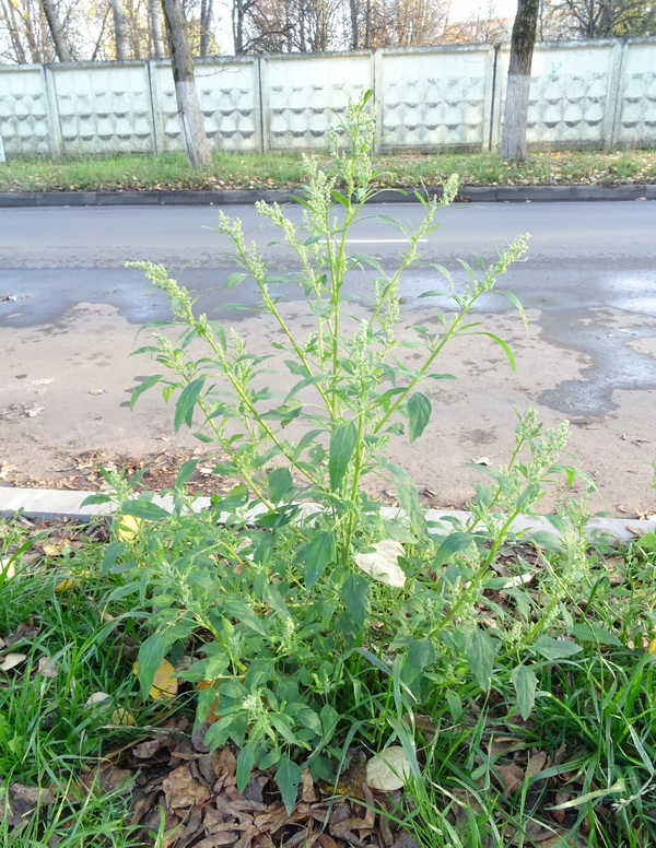 Изображение особи род Chenopodium.