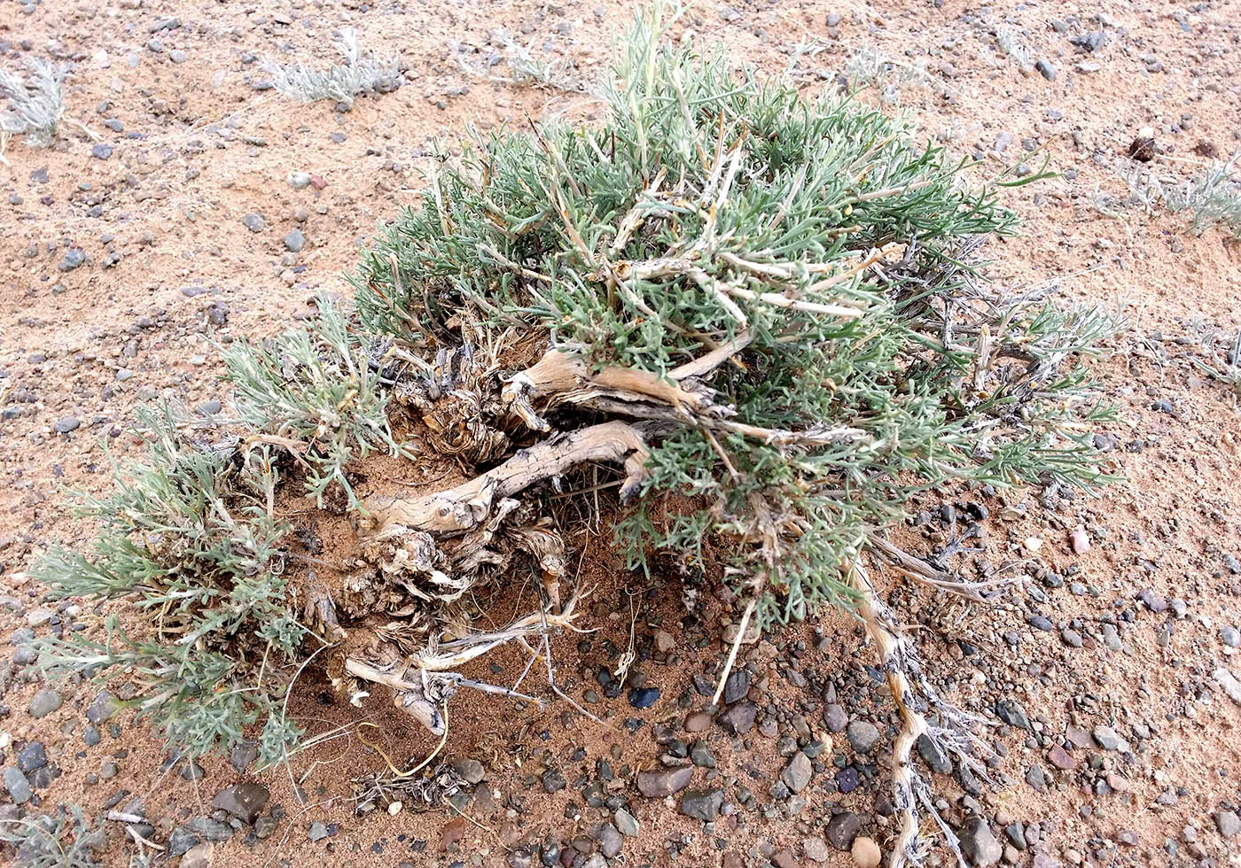 Изображение особи Salsola abrotanoides.