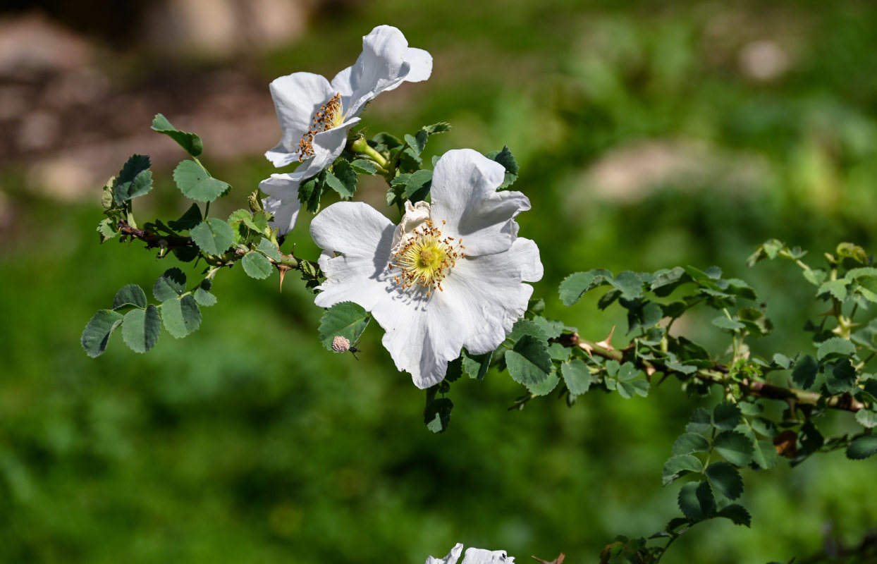 Image of Rosa nanothamnus specimen.