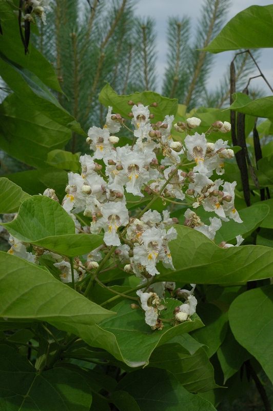 Image of Catalpa bignonioides specimen.