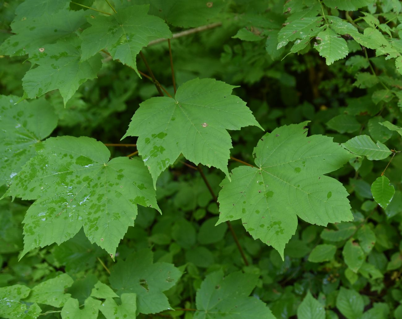 Image of Acer pseudoplatanus specimen.