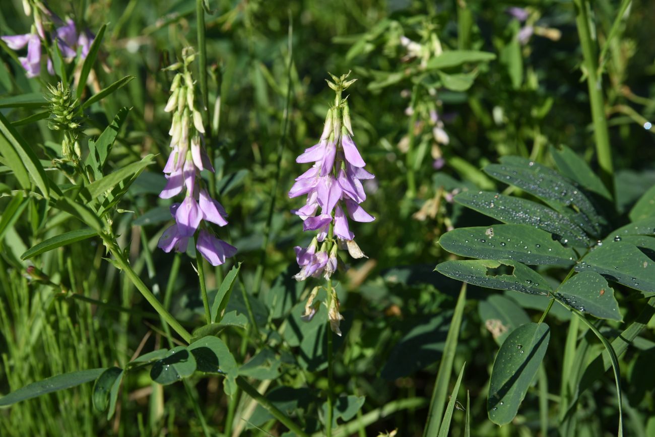 Изображение особи Galega officinalis.