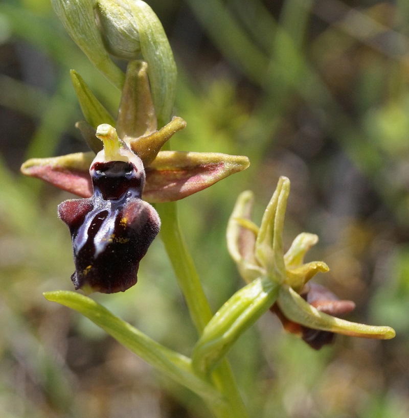 Изображение особи Ophrys mammosa.