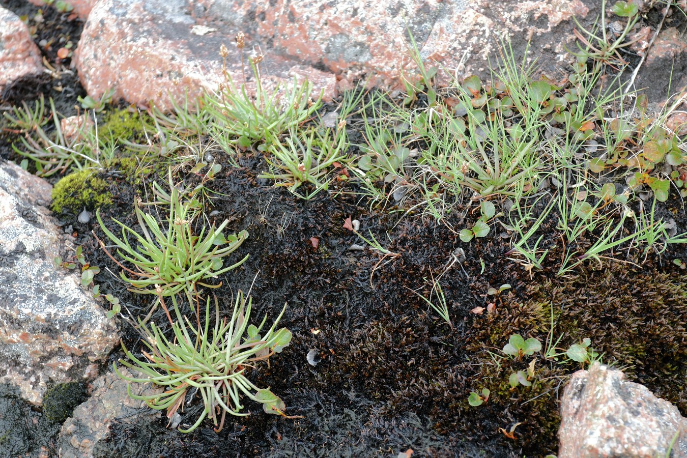 Изображение особи Plantago schrenkii.