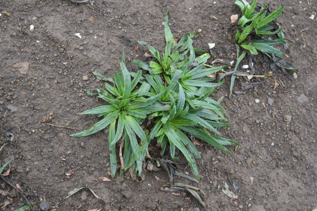 Image of Plantago atrata specimen.