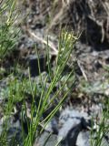 Erysimum hieraciifolium