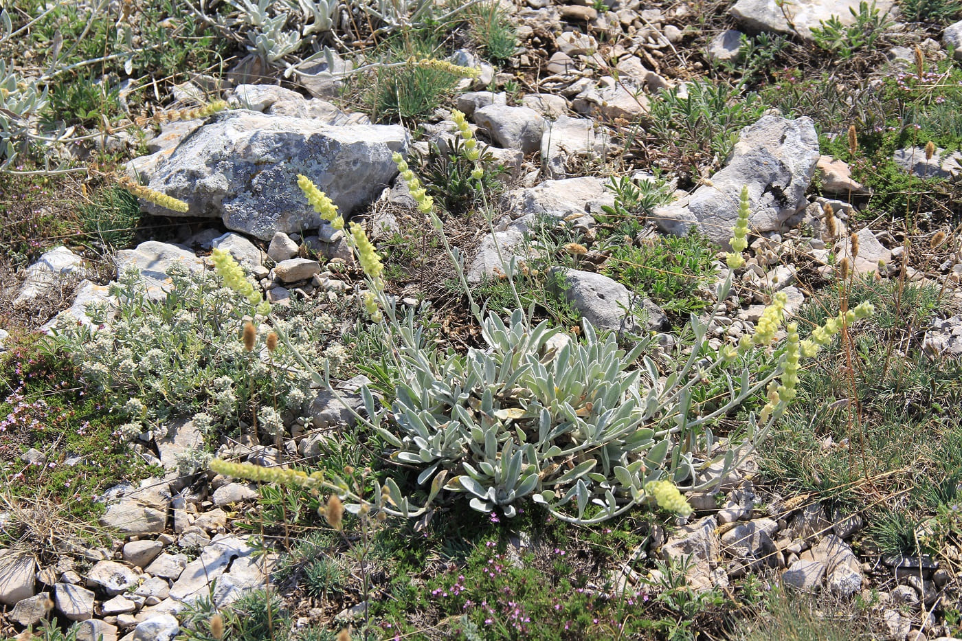 Image of Sideritis catillaris specimen.