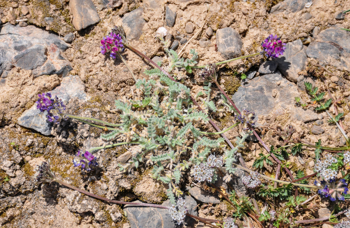 Image of Oxytropis microsphaera specimen.