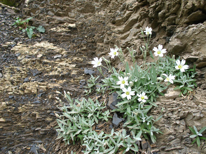 Изображение особи Cerastium dagestanicum.