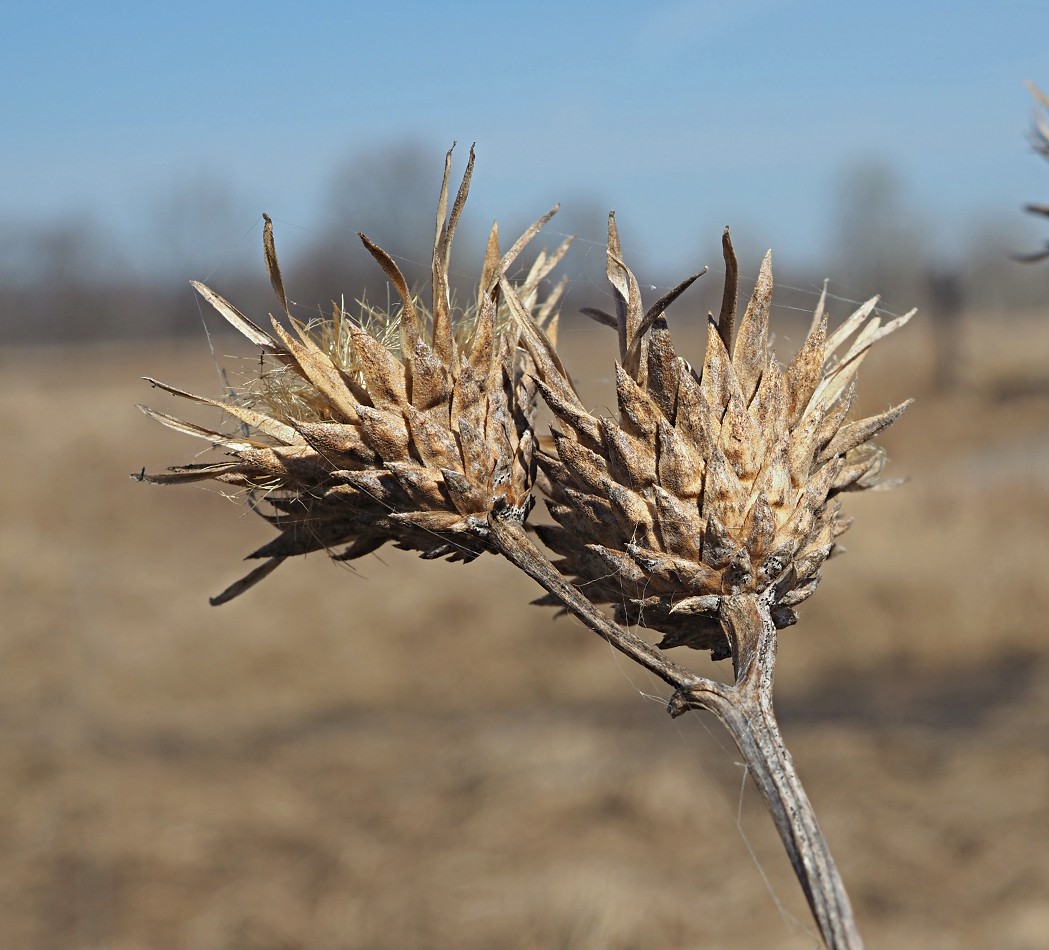 Image of Serratula coronata specimen.