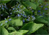 Brunnera sibirica